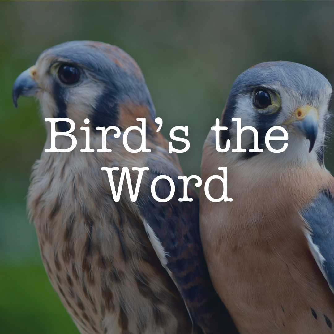 Bird’s the Word