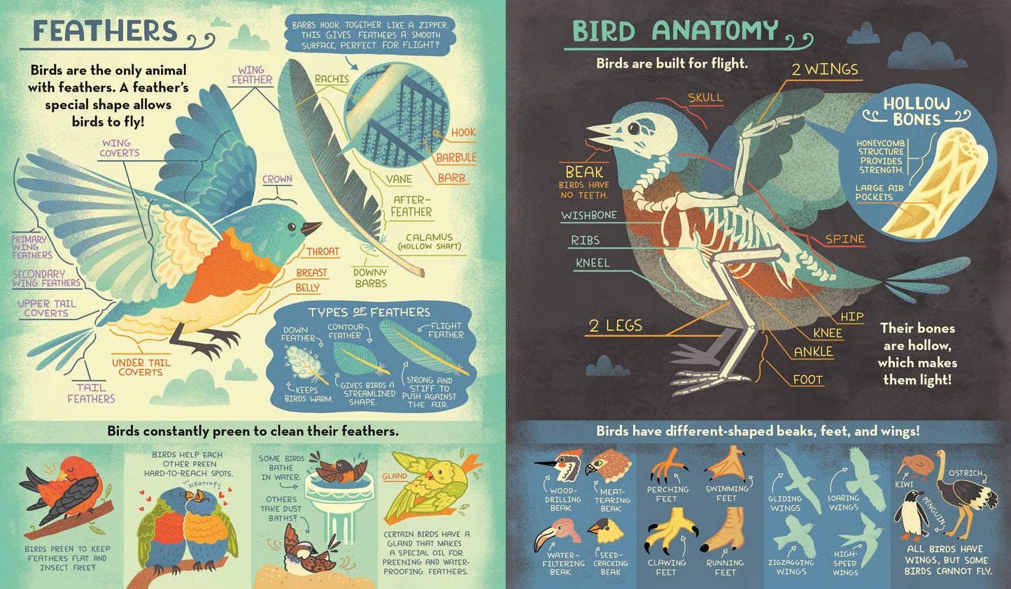 What's Inside Bird Nest?