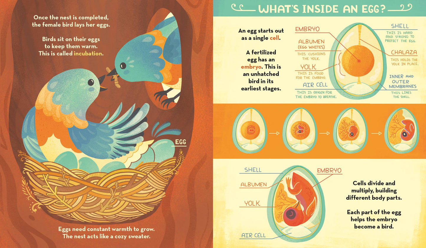 What's Inside Bird Nest?